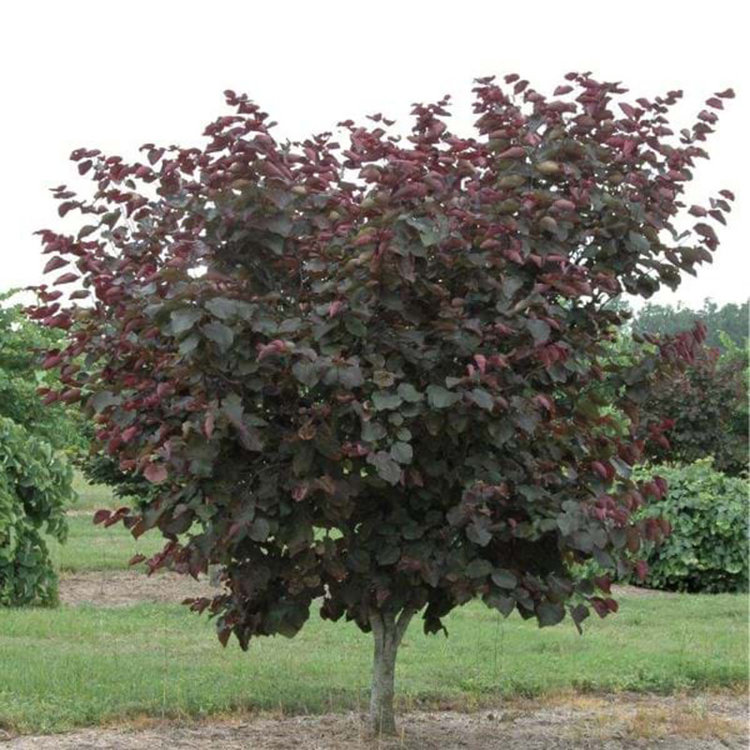 Cercis canadensis 'Merlot' (Red Bud) 15 gal