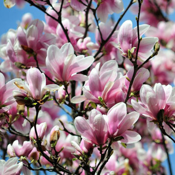 Magnolia 'Alexandrina'