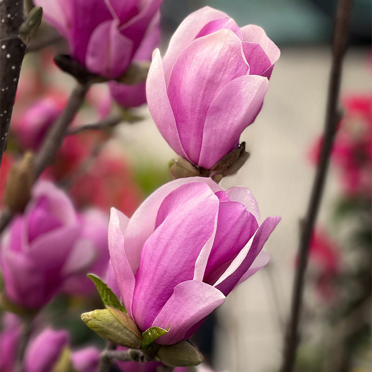 Magnolia soulangeana 'Alexandrina'