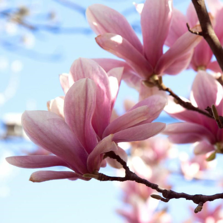 Magnolia soulangeana x liliflora 'Susan'