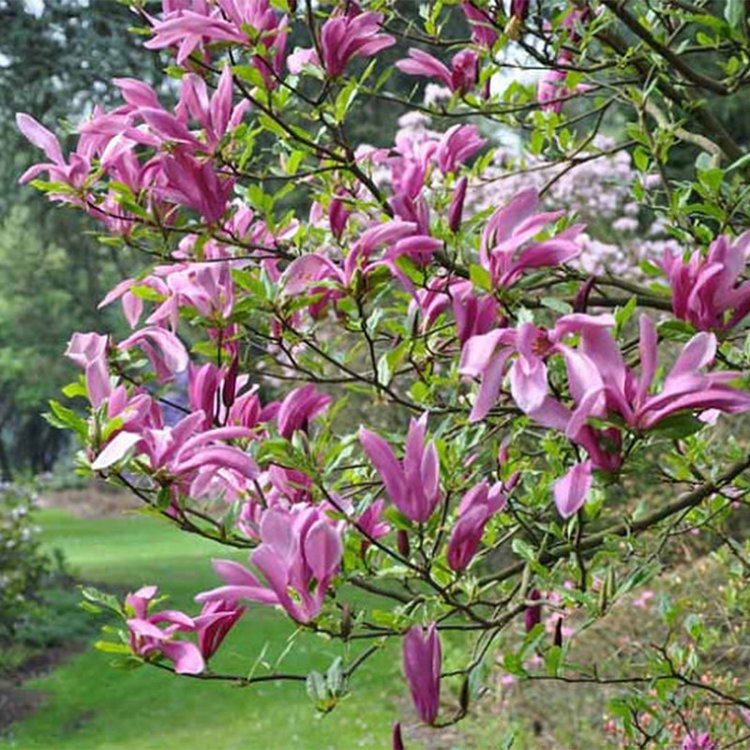 Magnolia soulangeana x liliflora 'Susan'