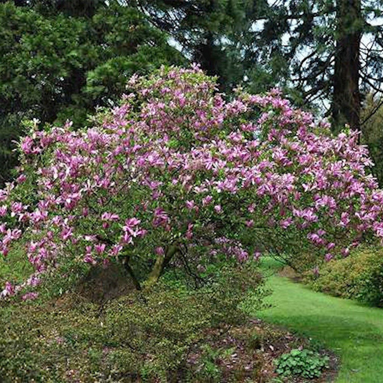 Magnolia soulangeana x liliflora 'Susan'