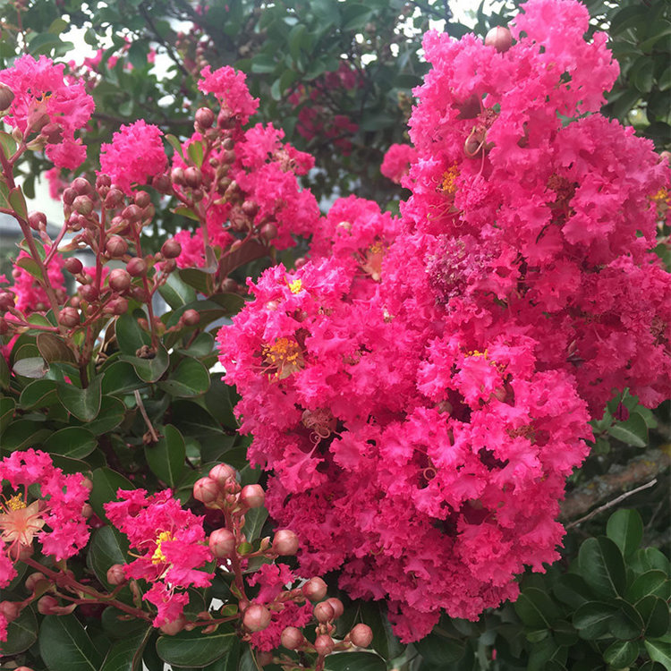 Lagerstroemia (Crape Myrtle) 'Tuscarora'