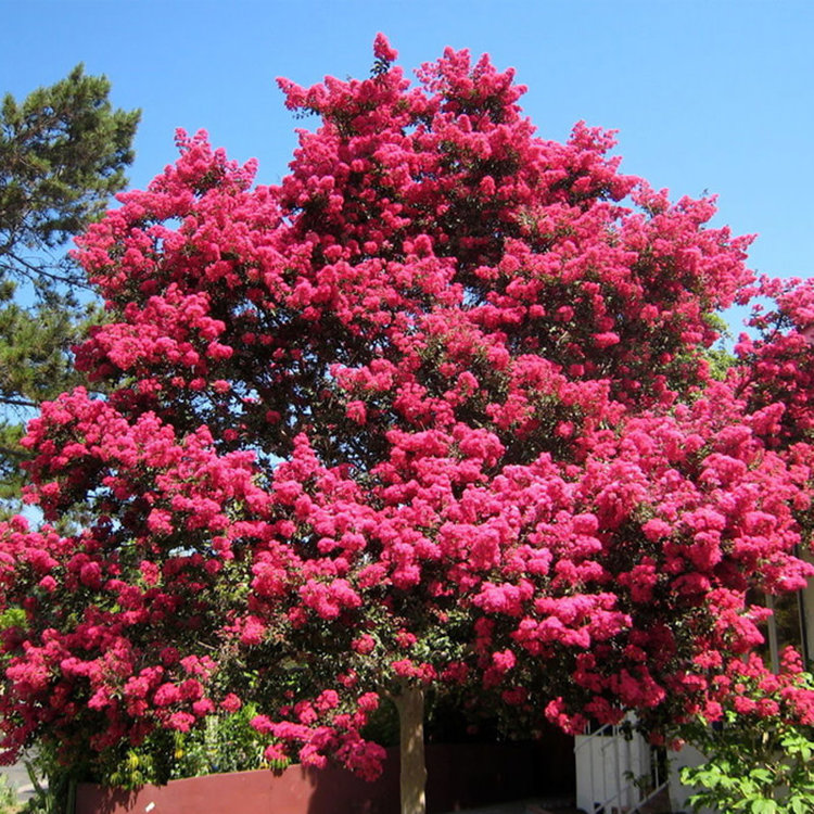 Lagerstroemia (Crape Myrtle) 'Tuscarora'