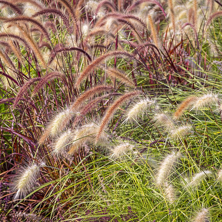 Grasses