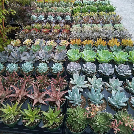 Succulents