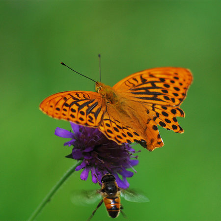 Attracts Pollinators