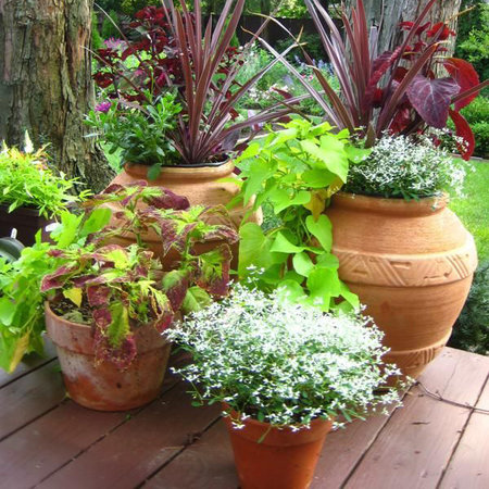 Container Plants