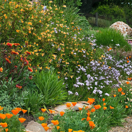 Drought Tolerant