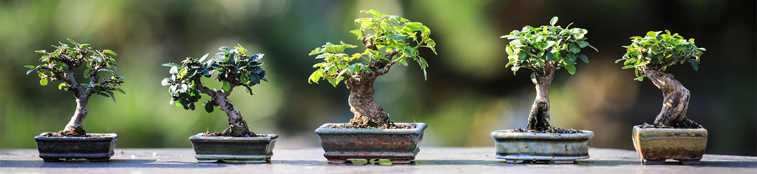 Bonsai starts at Evergreen Nursery