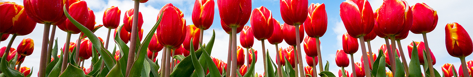 Bulbs and Seeds at Evergreen Nursery