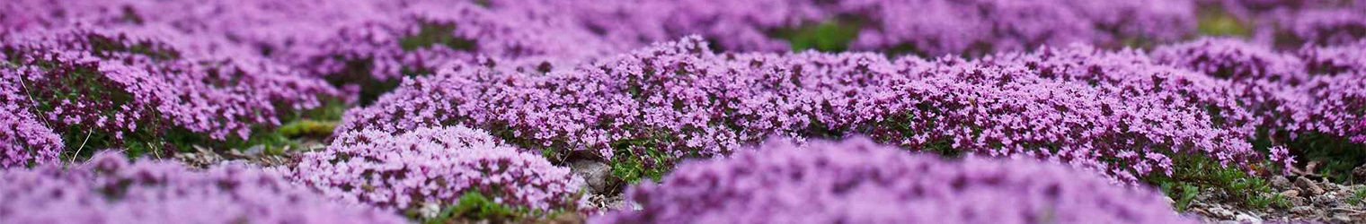 Ground Cover at Evergreen Nursery