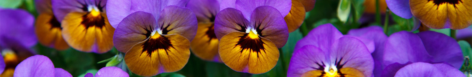 Annuals at Evergreen Nursery