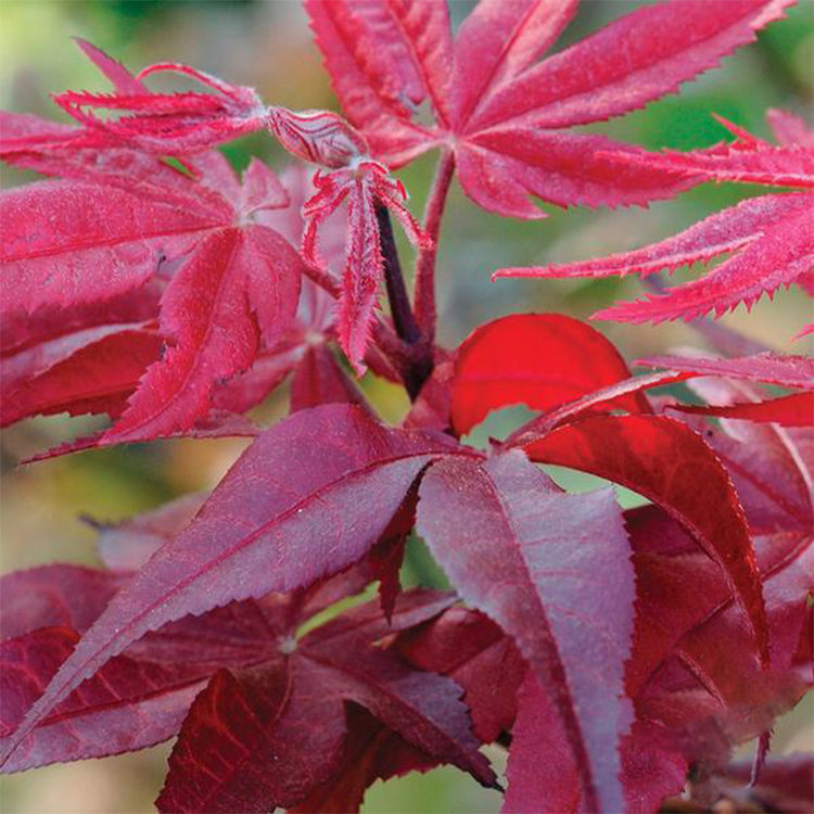 Acer palmatum 'Hefner's Red'
