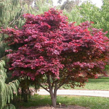Acer 'Hefner's Red'
