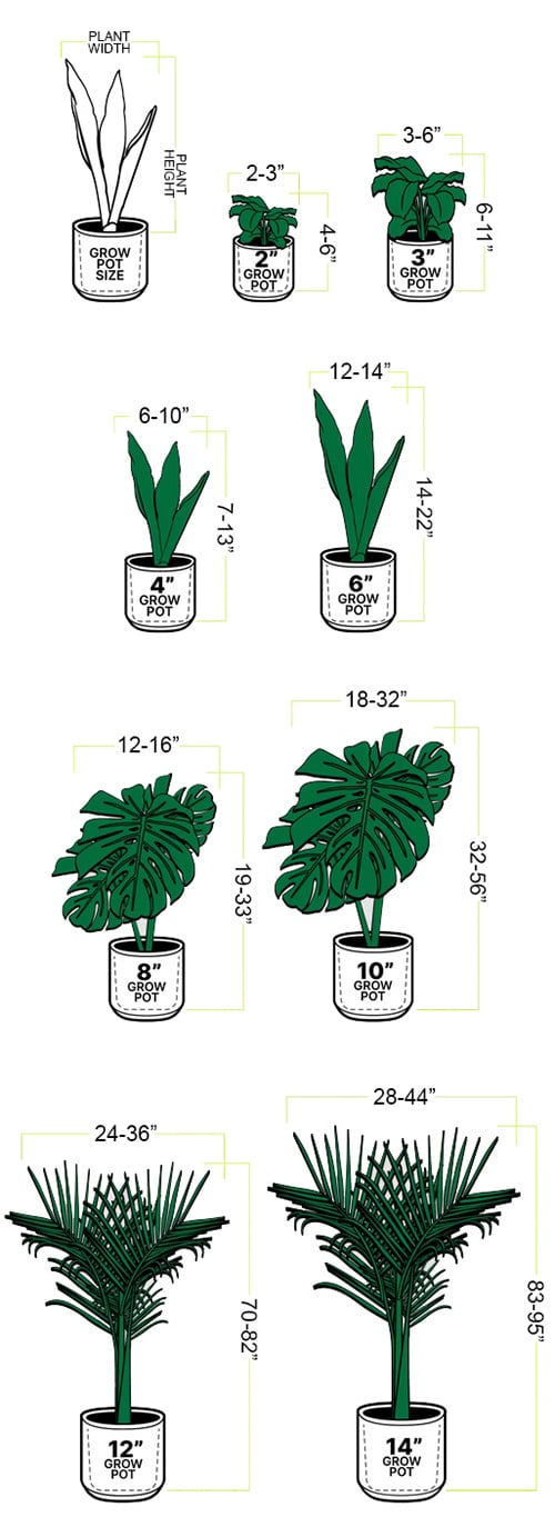 philodendron croat Philodendron Billietiae Croat – Coollective Plants main image 0