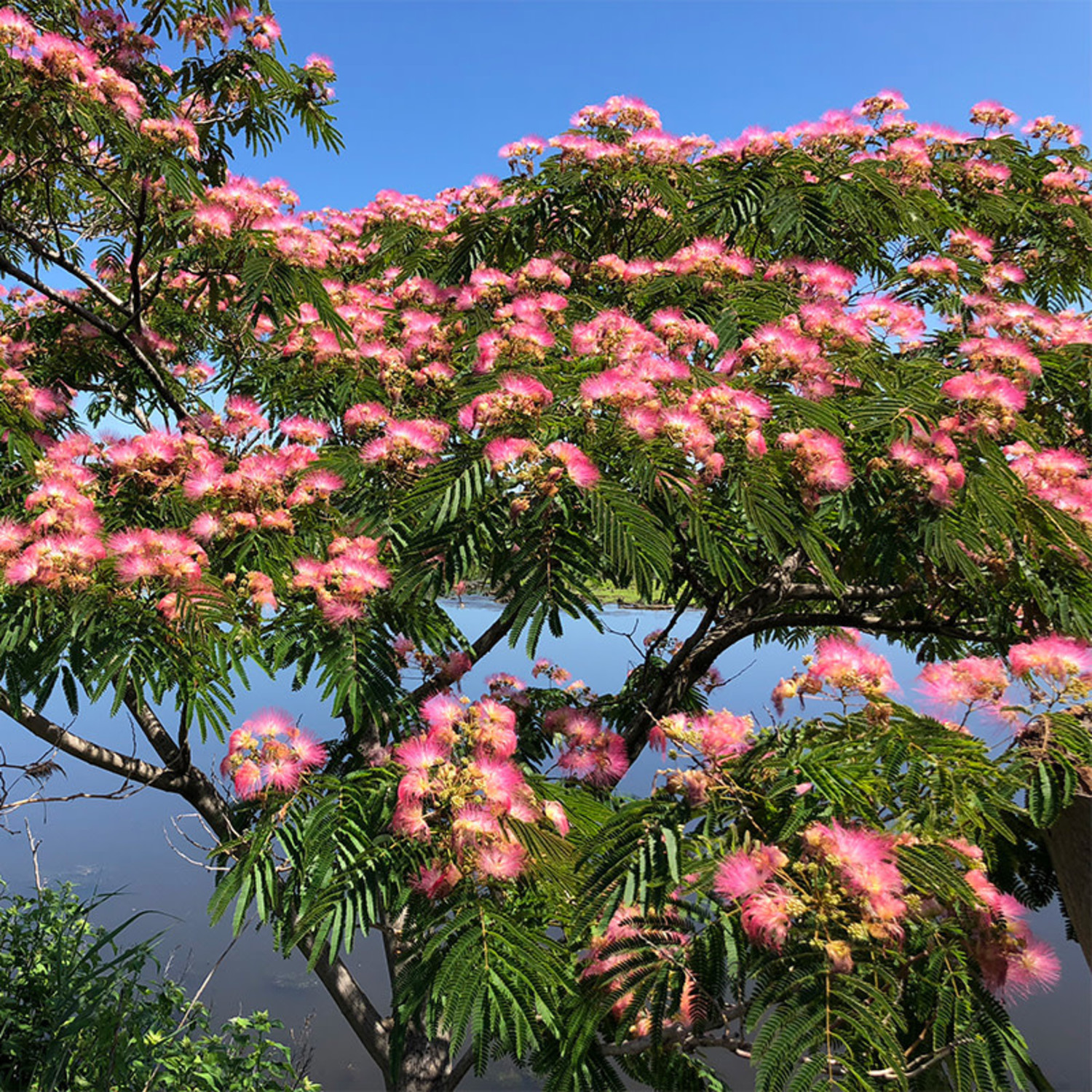 Albizia Julibrissin Origine Albizia Julibrissin Guide Complet Pour Albizia Julibrissin Origine Albizia Julibrissin Guide Complet Pour
