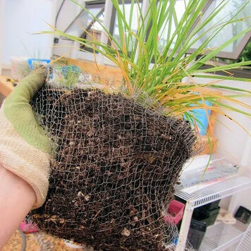 Western Pulp Products Gopher Basket