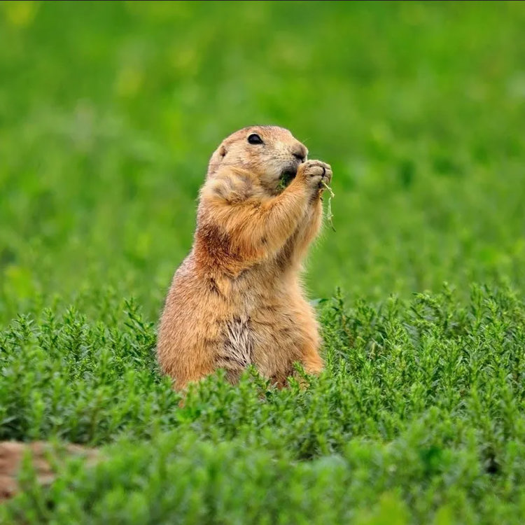 Western Pulp Products Gopher Basket