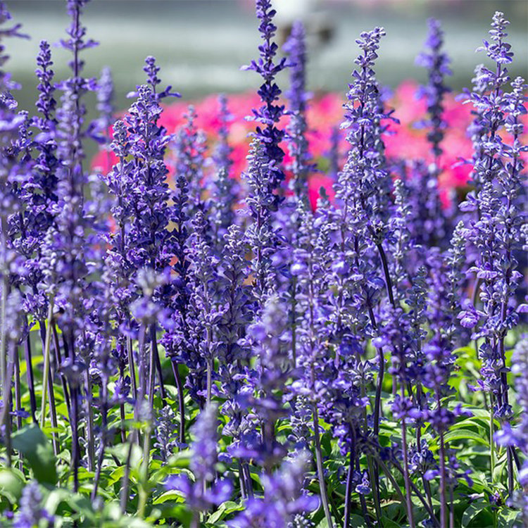 Salvia balsalmisp 'Mystic Blue Spires'