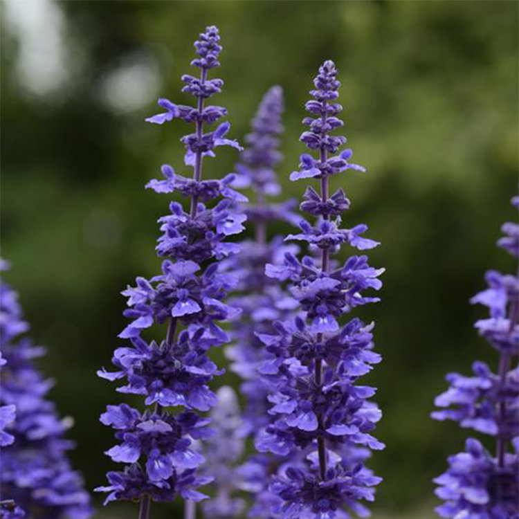 Salvia balsalmisp 'Mystic Blue Spires'