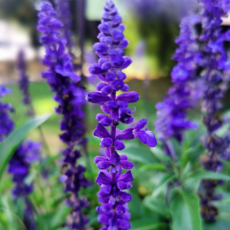 Salvia balsalmisp 'Mystic Blue Spires'