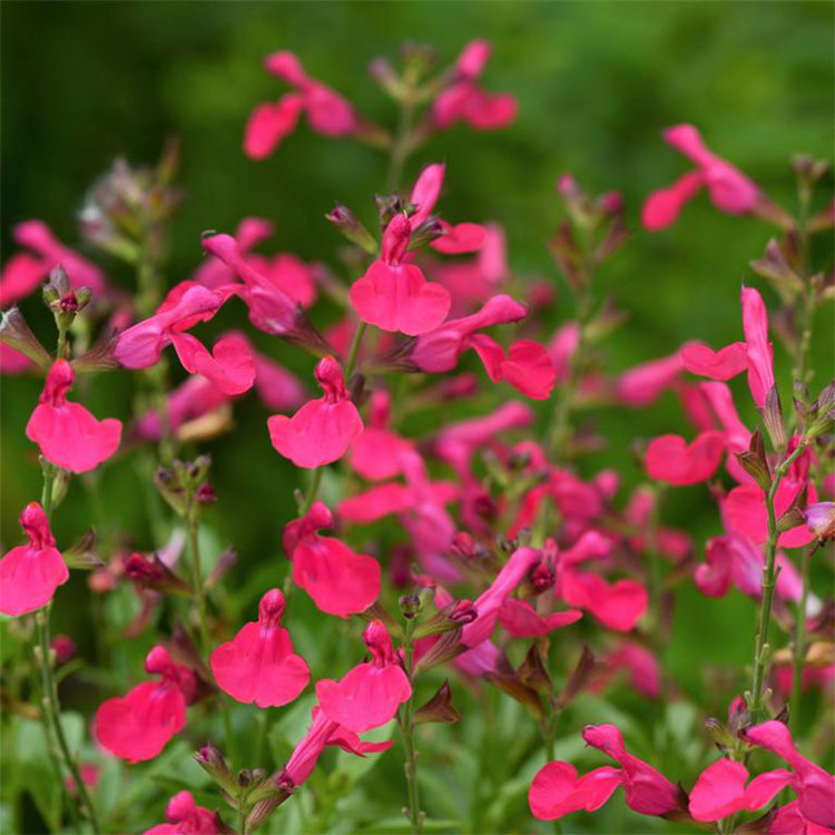 Salvia greggii 'Mirage Hot Pink'