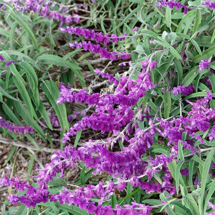Salvia leucantha 'Midnight'
