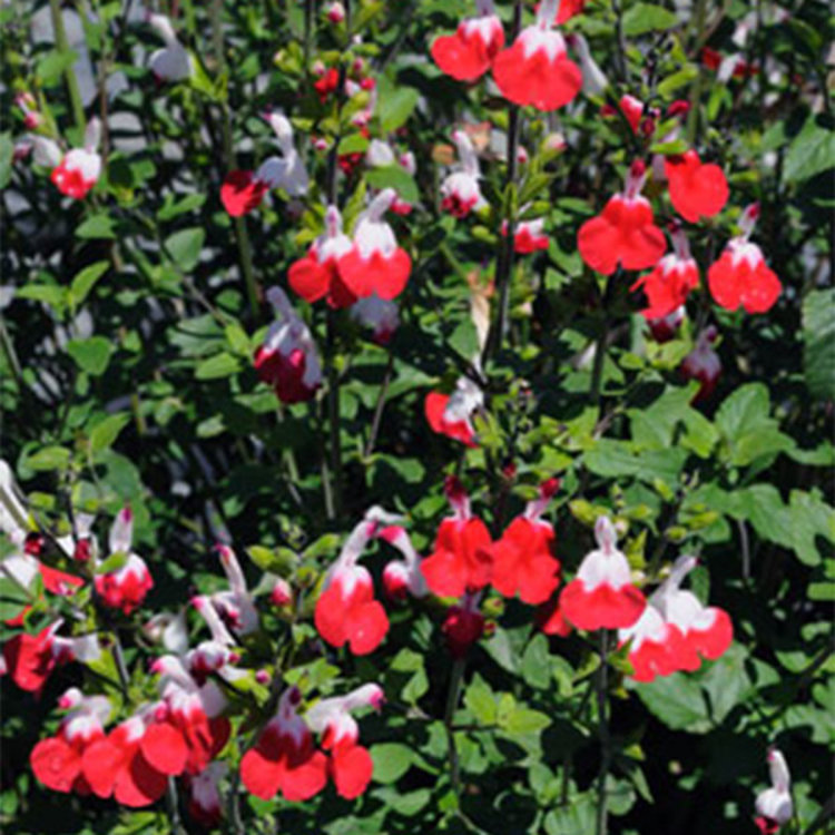 Salvia microphylla 'Hot Lips' Evergreen Nursery