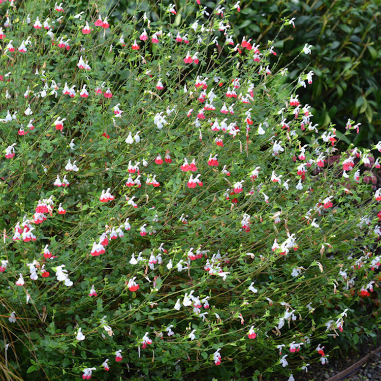 Salvia microphylla 'Hot Lips'
