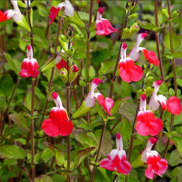 Salvia 'Hot Lips'