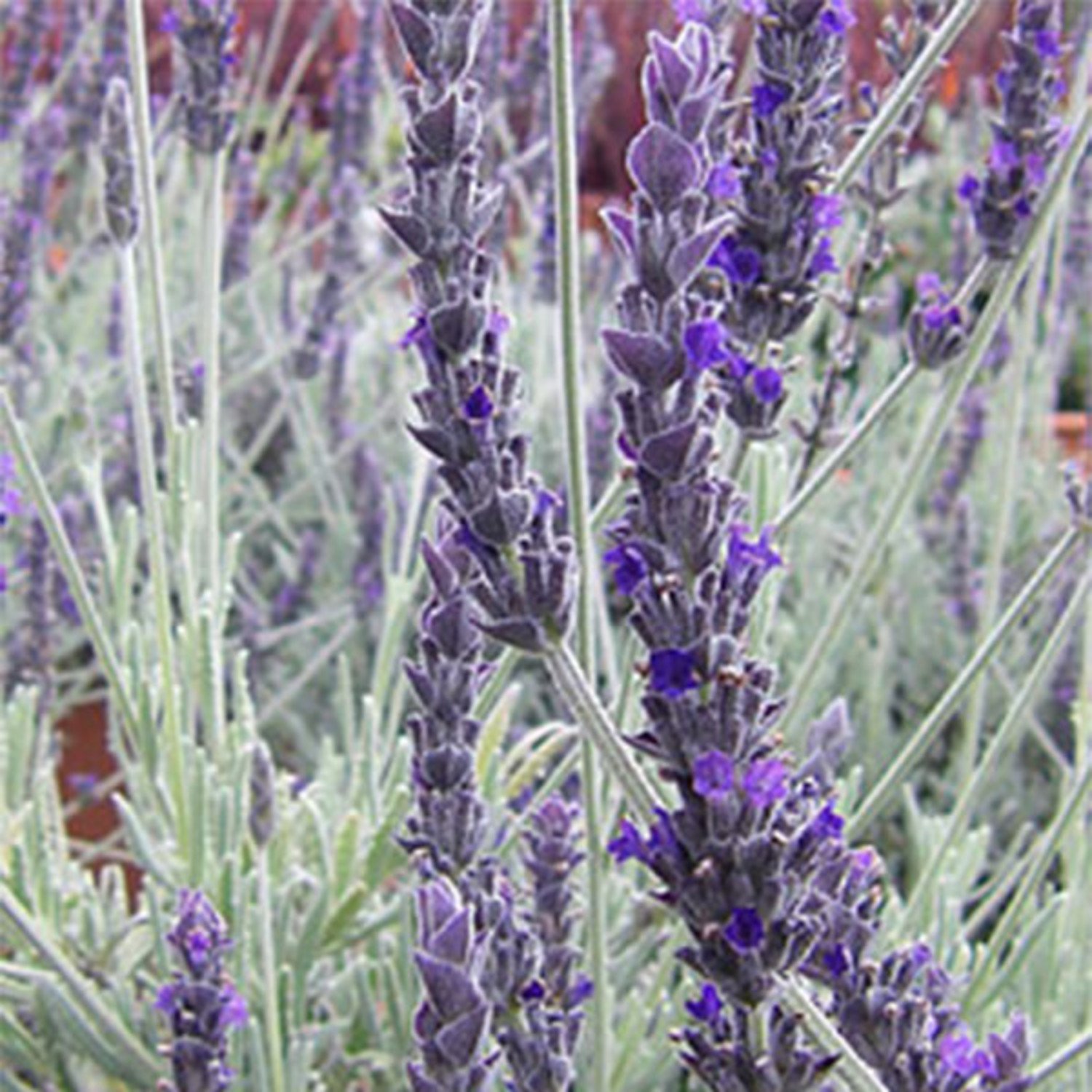 Lavender 'Goodwin Creek Grey' in 7 woven basket