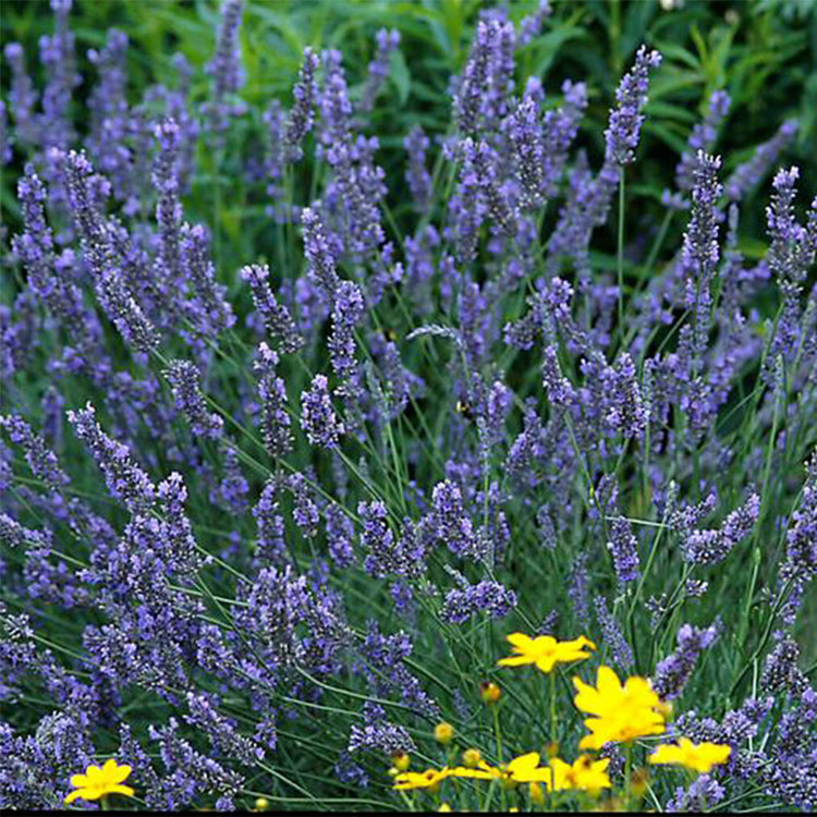 Lavandula intermedia 'Grosso' PL