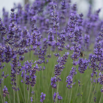 Lavandula 'Munstead'
