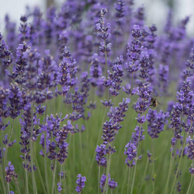 Lavandula angustifolia 'Munstead'