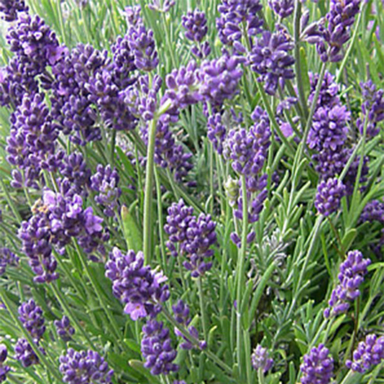 Lavandula angustifolia 'Munstead'