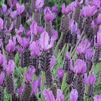 Lavandula 'Otto Quast'