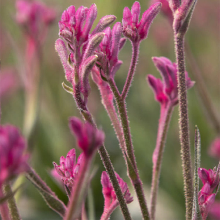 Anigozanthos 'Pink Beauty'