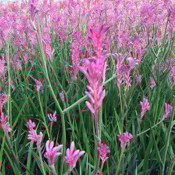 Anigozanthos 'Pink Beauty'