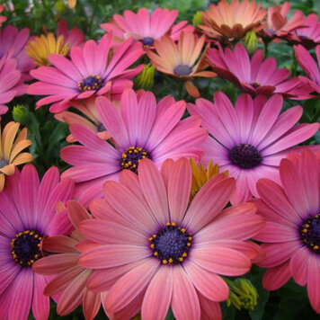 Osteospermum ecklonis 'Serenity™ Rose Magic'