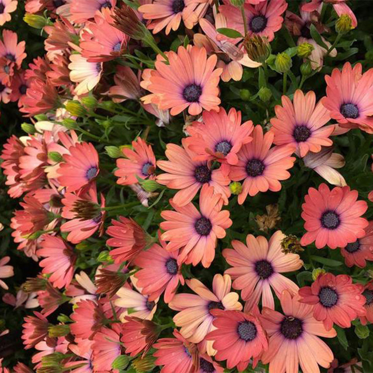 Osteospermum ecklonis 'Serenity™ Rose Magic'