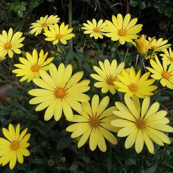 Osteospermum ecklonis 'Voltage™ Yellow'