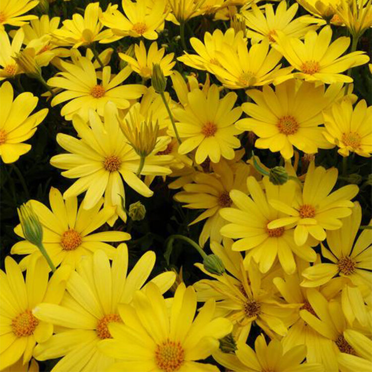 Osteospermum ecklonis 'Voltage™ Yellow'