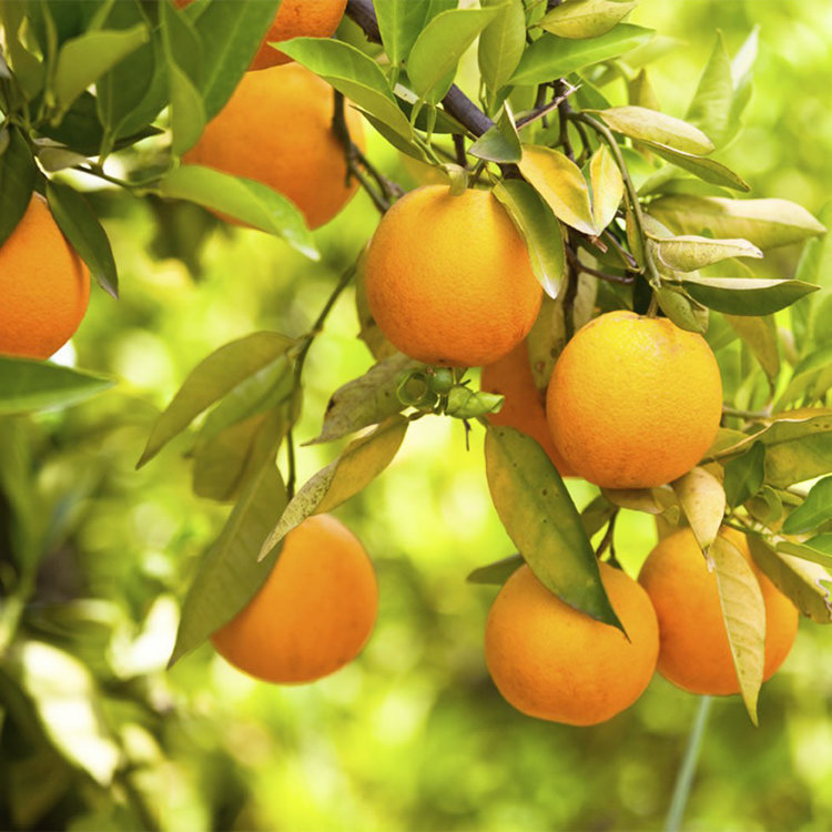 Orange Navel 'Cara Cara'