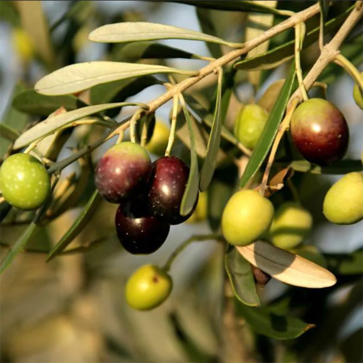 Olea europaea 'Mission Olive' 1 gal sleeve