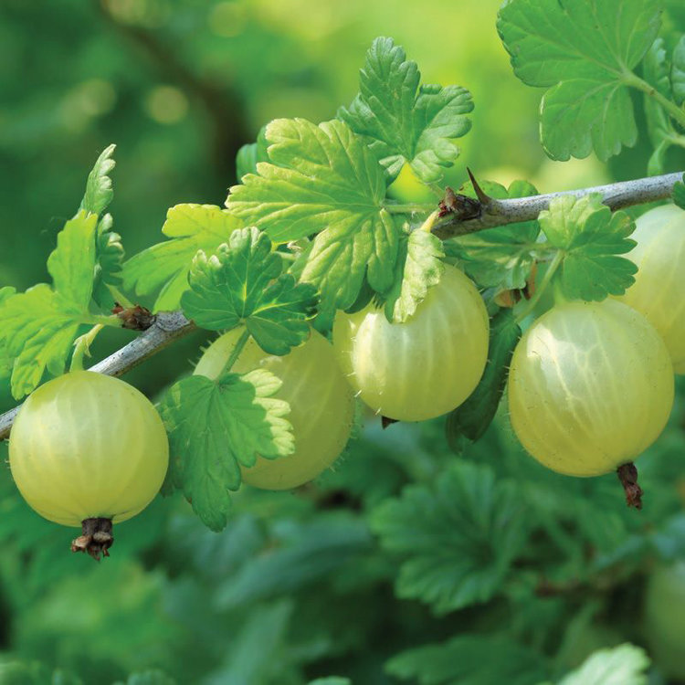Ribes uva-crispwell Gooseberry 'Pixwell'