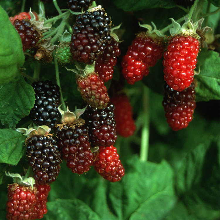 Marionberry 1 gal sleeve