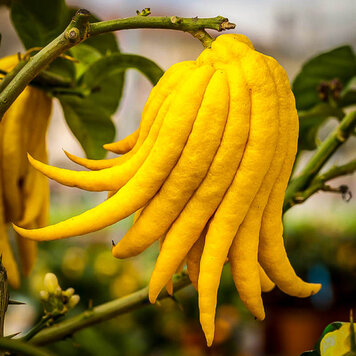 Buddha's Hand (Citrus medica Sarcodatylis)