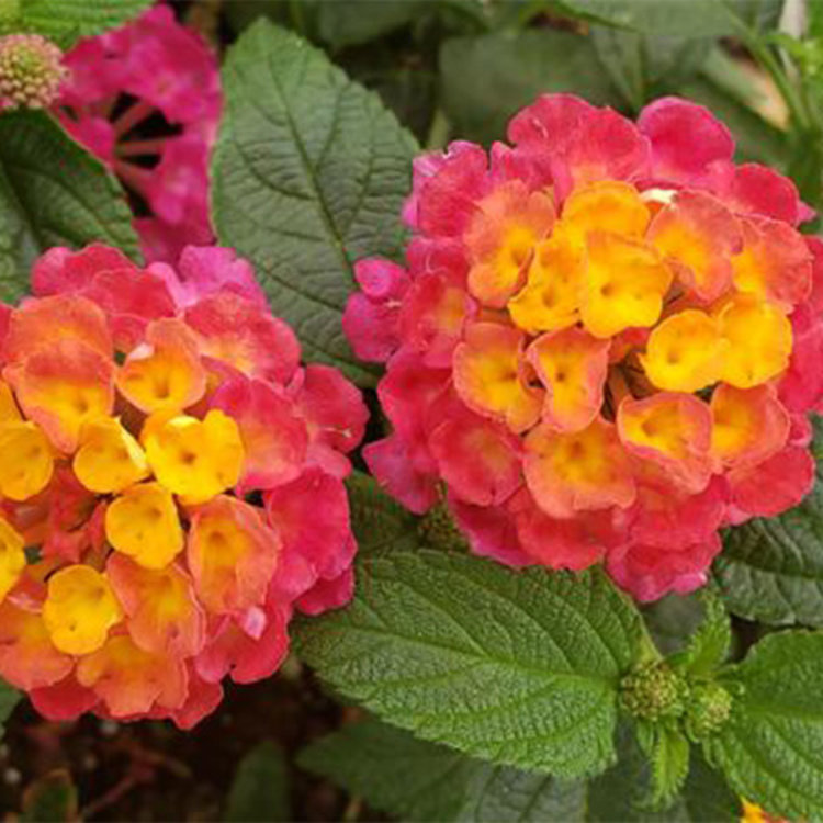 Lantana camara 'Lucky™ Sunrise Rose'