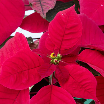 Poinsettia 'Red'